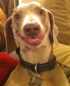 smiling_dog